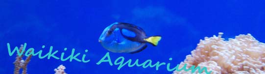 Waikikii Aquarium